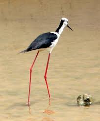 Small Bird With Long Legs And Long Beak Stilt Black Winged Stilt 9 Jpg 642 780 Pixels Small Birds Long Legs Birds