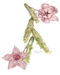 Image result for Chironia laxiflora