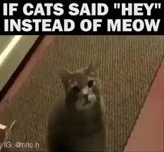 What Video In 2020 Funny Animals Cute Funny Animals Funny Animal Jokes