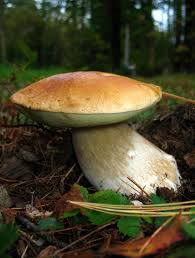 Image result for Boletus variipes
