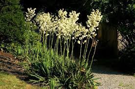 13 Best Shrubs For Full Sun Small Evergreen Shrubs Yucca Filamentosa Yucca Plant