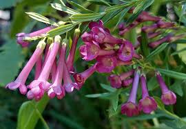 Image result for Freylinia