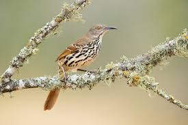 Merlin Bird ID FAQs : Help Center