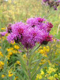 Image result for Vernonia myriantha
