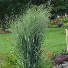 Image result for Panicum hochstetteri