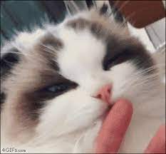 Imgur The Most Awesome Images On The Internet Cats Crazy Cats Cute Cats