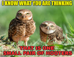 Maybe you would like to learn more about one of these? Owls Memes Gifs Imgflip