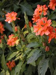 Use them in commercial designs under lifetime, perpetual & worldwide rights. Crossandra Infundibuliformis Firecracker Flower North Carolina Extension Gardener Plant Toolbox