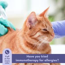 Timaru S Family Vet Do You Have A Pet With Allergies Maybe You Ve Tried Them On Special Food And Shampoos But To No Avail Immunotherapy Or Allergy Desensitising Vaccines Might Be The