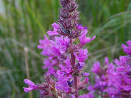 Image result for Lythraceae