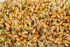 Le Germe De Ble Fait Il Maigrir Le Blog Anaca3 Com Germe De Ble Ble Les Super Aliments