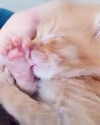 Watch The Best Youtube Videos Online Animals Felinos Cat Baby Gatito Cute Animals Cute Baby Animals Cute Animal Videos
