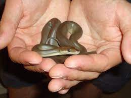 Baby Olive Python Baby Olive Python Snake