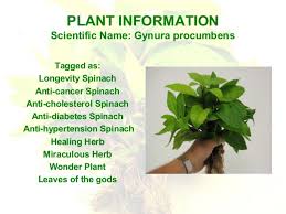 Image result for health benefits of longevity spinach