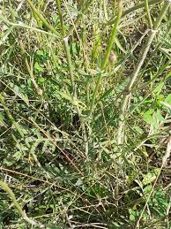 Image result for Cephalaria pungens