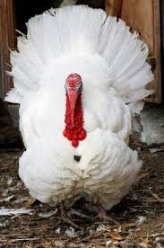 White Birds That Look Like Turkeys Broad Breasted White Turkey Chicken Breeds Pretty Birds Turkey Bird