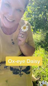 Meet the ox-eye daisy! This common plant possesses some useful medicinal  properties. 🌿#herbalistsoftiktok #farmlife #homestead #homesteading  #homesteadlife #homesteadtiktok #homesteader ...