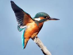 Birdwatch: the kingfisher – a blue bullet along the water's edge |  Environment | The Guardian