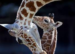 Memphis Zoo Names New Giraffe Calf Ja Raffe After Ja Morant Memphis Local Sports Business Food News Daily Memphian