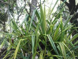 Image result for Pandanus odoratissimus