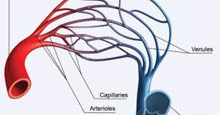 Artery Arteriole Capillary Vein Venule Arteries And Veins Physiology Arteries
