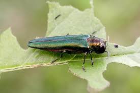 Insecticides Used To Control Emerald Ash Borer On Residential Shade Trees 5 626 Extension