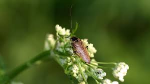 Ungebetene Insekten Im Haus Bernsteinschaben Beunruhigen Die Stuttgarter Stuttgart Stuttgarter Zeitung