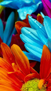 Download and use 50,000+ android wallpaper stock photos for free. Android Mobile Colorful Flowers Wallpapers Wallpaper Cave