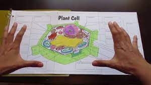 Check spelling or type a new query. Big Plant Cell Foldable By Tangstar Science Youtube