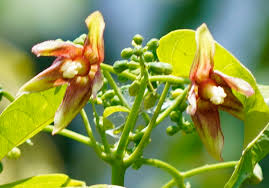 Image result for Manihot esculenta