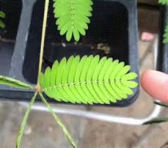 A slight change in ph could change the whole functioning of an organism. Plants Can Feel You Touching Them And They Don T Like It Quartz