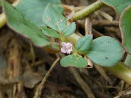 Image result for Trianthema portulacastrum