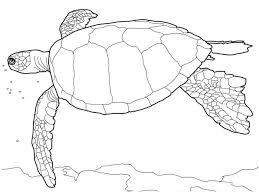 Leatherback sea turtle coloring page. Hawaiian Green Sea Turtle Coloring Page Free Printable Coloring Pages For Kids