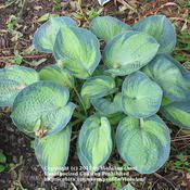 Considered by many gardeners to be one the most. Hosta Blue Shadows In The Hostas Database Garden Org