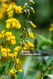 Image result for Crotalaria nigricans