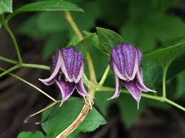 Image result for Clematis uhehensis