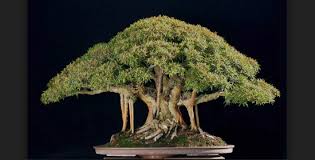 Jenis Pohon Bonsai Untuk Dapat Dijadikan Bonsai Yang Indah Bagi Pemula Bennisobekti Com