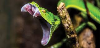 Image result for Snake Bite