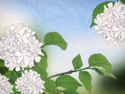 What could i plant in the cleared area that would provide some honey? How To Attract Honey Bees 11 Steps With Pictures Wikihow