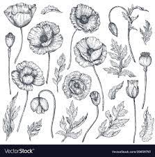 Vector Collection Of Hand Drawn Poppy Flowers Buds And Leaves In Sketch Style Isolated On White Background Poppy Flower Drawing Poppy Flower How To Draw Hands