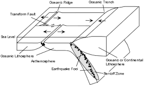 For example, animal cells do not have a cell wall or chloroplasts but plant cells do. Earthquakes Earth S Interior
