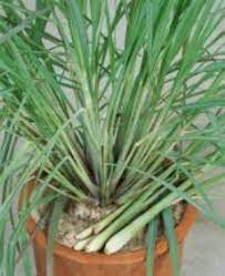 Tips For Growing Lemongrass Indoors And Outside Lemongrass Plant Grow Lemongrass Plants