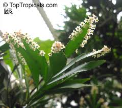 Image result for Phyllanthus udoricola