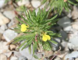 Image result for Acrotome thorncroftii