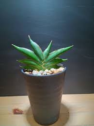 Image result for Sansevieria dawei