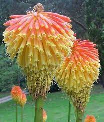 Pin On Aparte Bloemen