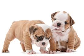 Curious as to how french bulldog colors and markings compare to those of their predecessors, the english bulldog? Bulldog Dog Breed Information