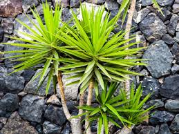 Check spelling or type a new query. Yucca Plant Care Growing Watering Requirements Propagation Plant Index