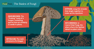 Creating your own mycorrhiza reader. What Are Fungi And What Do They Have To Do With Everything Foodprint