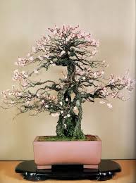 Variations Of Pink In The Flowers Echoed In A Perfectly Commissioned Pot Yet Not Redundant Soft Feminine Co Indoor Bonsai Tree Bonsai Tree Care Bonsai Tree